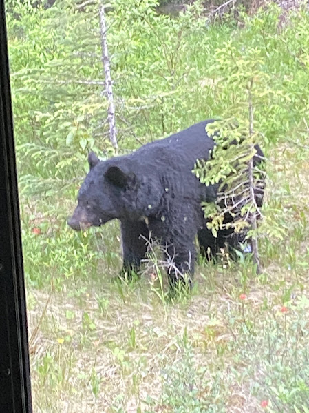 Photo of a black bear